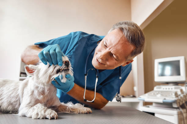 Best Chipped Tooth Repair Near Me  in Upper Sandusky, OH